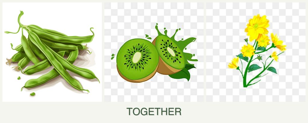 Can you plant beans, kiwi and calendula together?