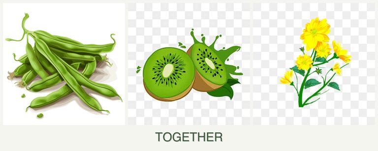 Can you plant beans, kiwi and calendula together?