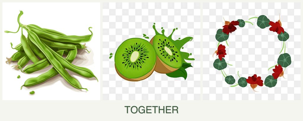 Can you plant beans, kiwi and nasturtiums together?