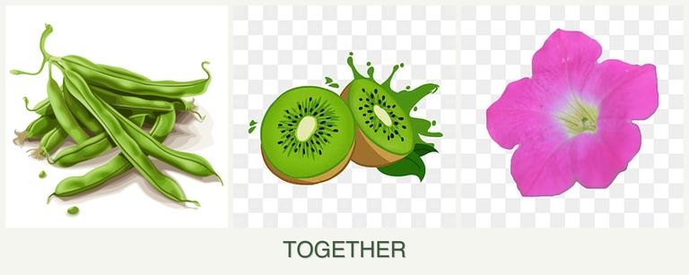 Can you plant beans, kiwi and petunias together?