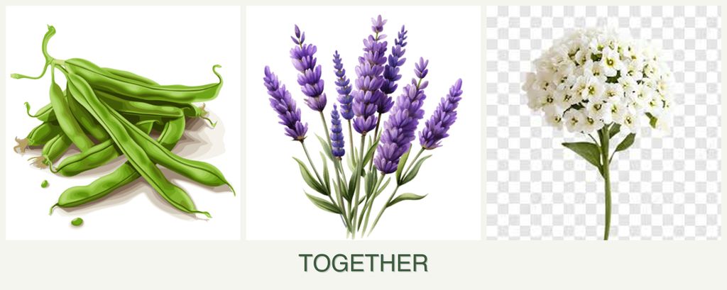 Can you plant beans, lavender and alyssum together?