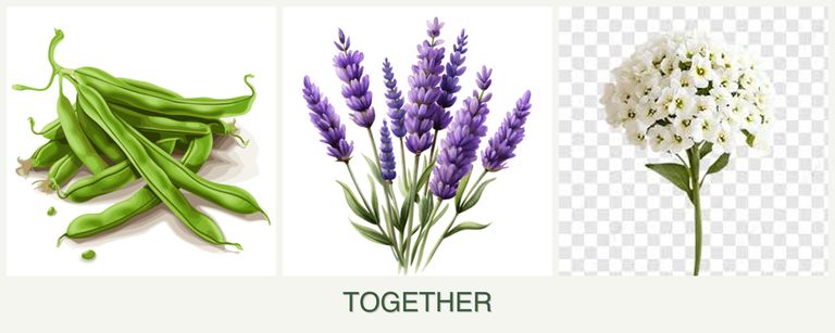 Can you plant beans, lavender and alyssum together?