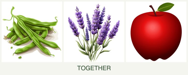 Can you plant beans, lavender and apples together?