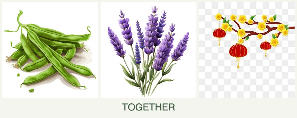 Can you plant beans, lavender and apricots together?