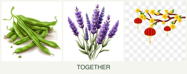 Can you plant beans, lavender and apricots together?