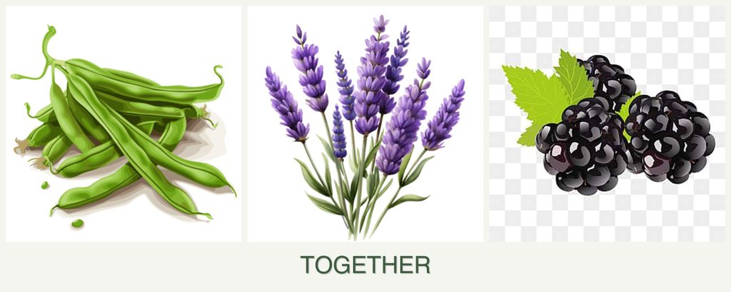 Can you plant beans, lavender and blackberries together?