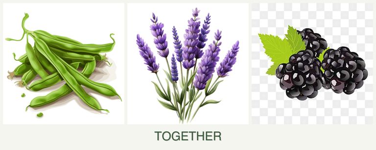 Can you plant beans, lavender and blackberries together?