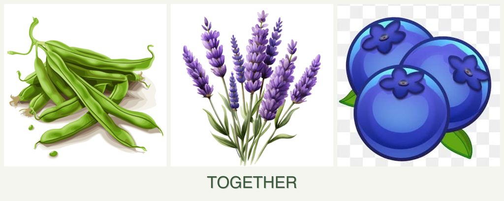 Can you plant beans, lavender and blueberries together?