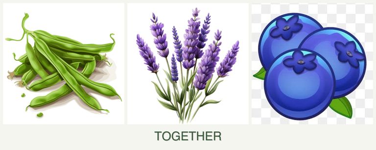 Can you plant beans, lavender and blueberries together?