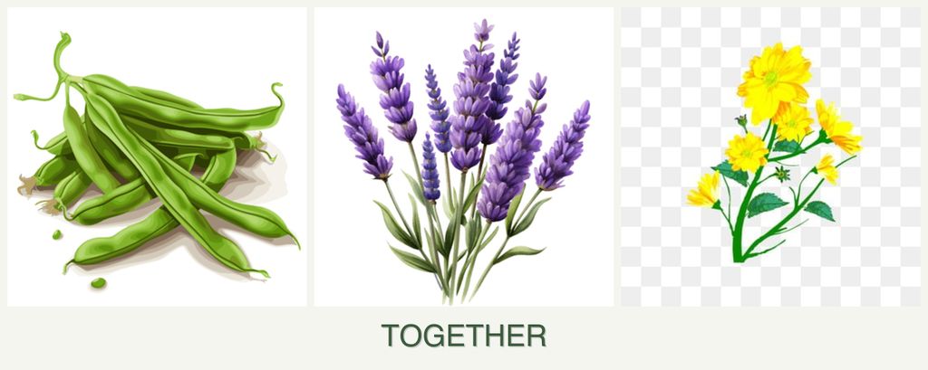 Can you plant beans, lavender and calendula together?