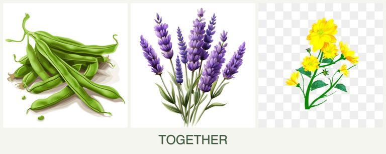 Can you plant beans, lavender and calendula together?