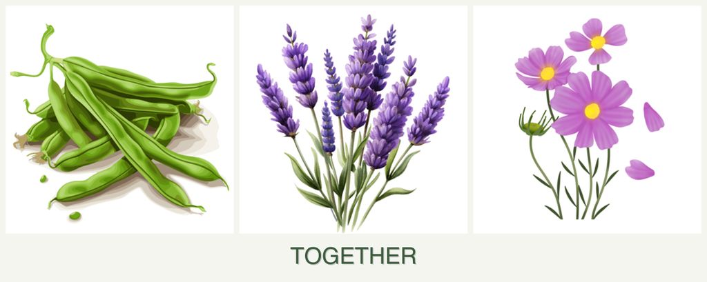 Can you plant beans, lavender and cosmos together?
