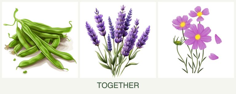 Can you plant beans, lavender and cosmos together?