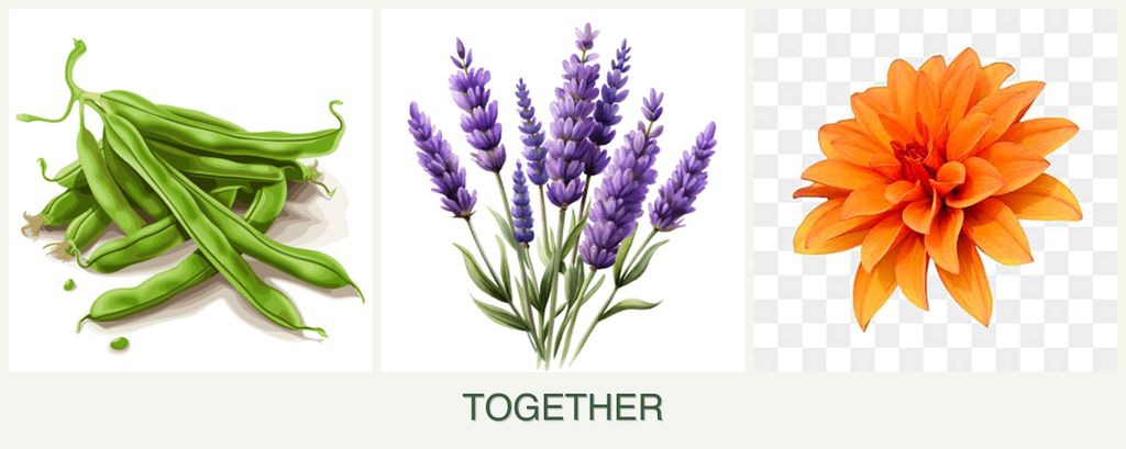 Can you plant beans, lavender and dahlias together?