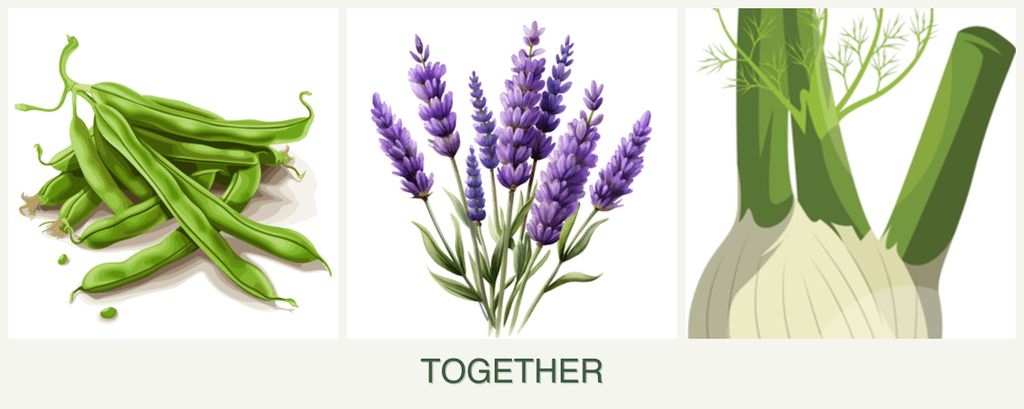 Can you plant beans, lavender and fennel together?