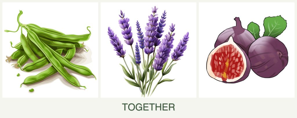 Can you plant beans, lavender and figs together?