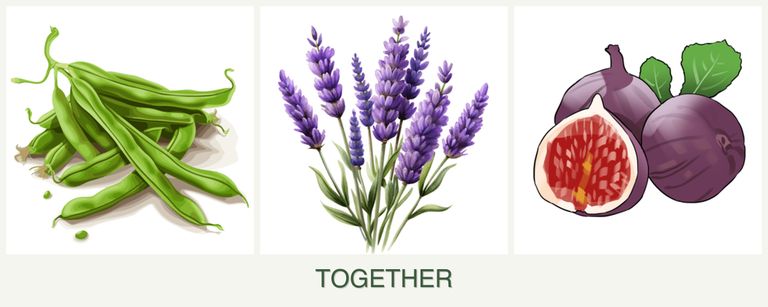 Can you plant beans, lavender and figs together?