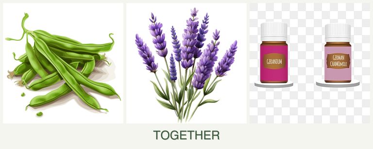 Can you plant beans, lavender and geraniums together?
