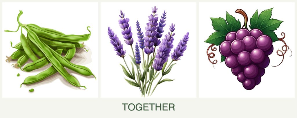 Can you plant beans, lavender and grapes together?