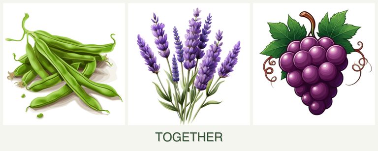 Can you plant beans, lavender and grapes together?