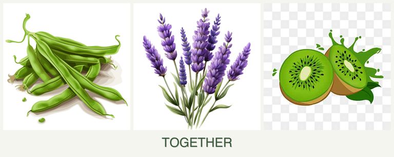 Can you plant beans, lavender and kiwi together?