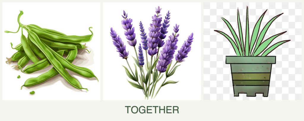 Can you plant beans, lavender and lemongrass together?