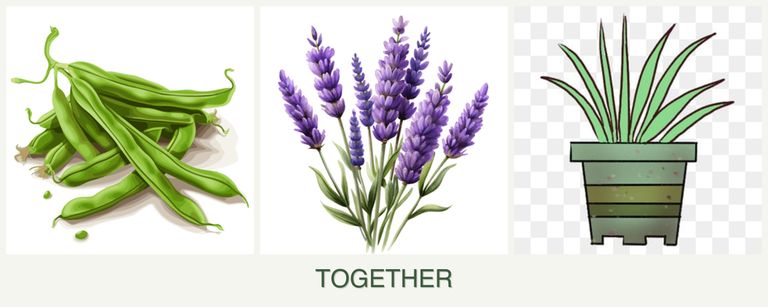 Can you plant beans, lavender and lemongrass together?