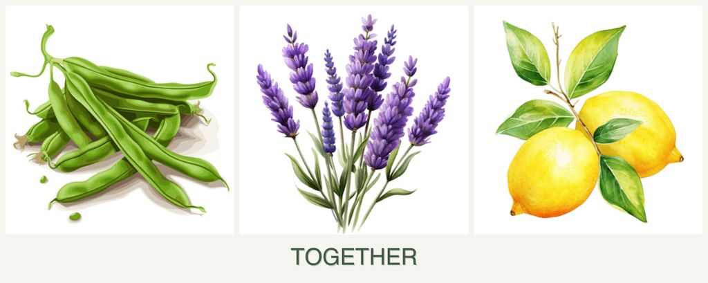 Can you plant beans, lavender and lemons together?