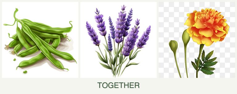 Can you plant beans, lavender and marigolds together?