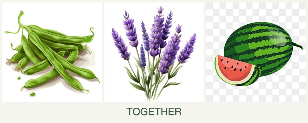 Can you plant beans, lavender and melons together?