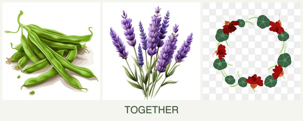 Can you plant beans, lavender and nasturtiums together?