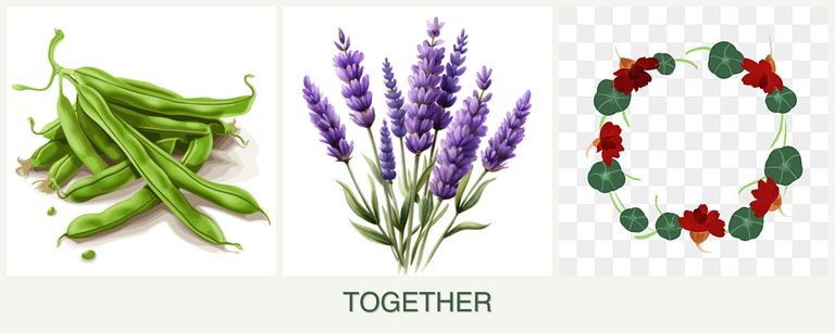 Can you plant beans, lavender and nasturtiums together?