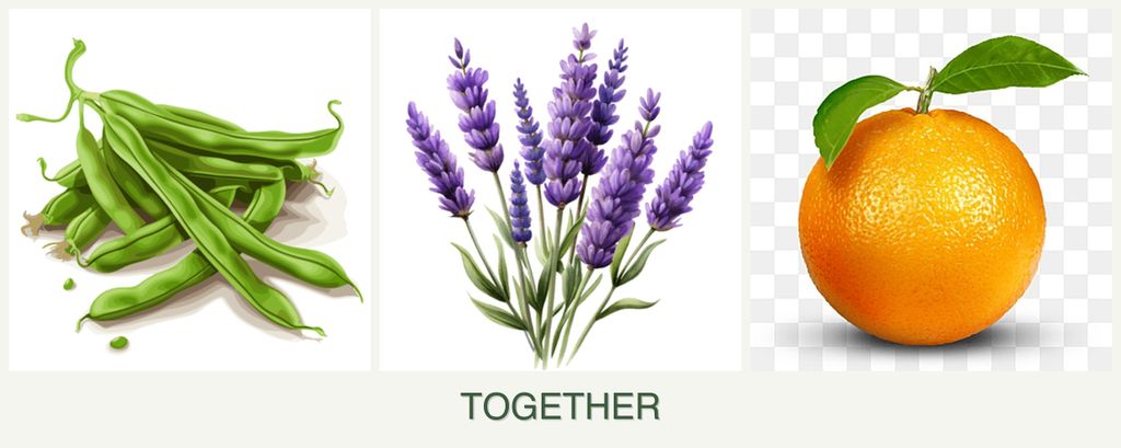 Can you plant beans, lavender and oranges together?