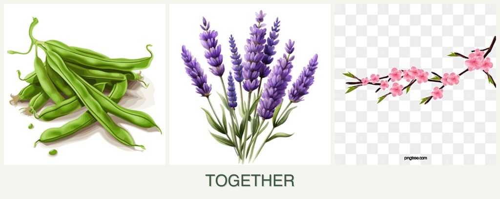 Can you plant beans, lavender and peaches together?