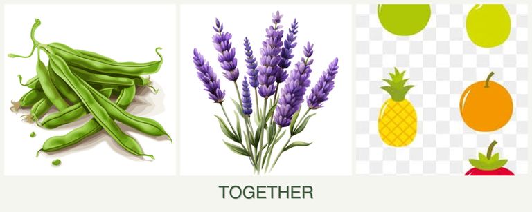 Can you plant beans, lavender and pears together?