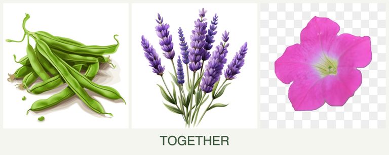Can you plant beans, lavender and petunias together?