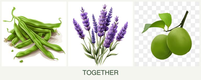 Can you plant beans, lavender and plums together?