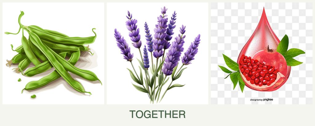 Can you plant beans, lavender and pomegranates together?