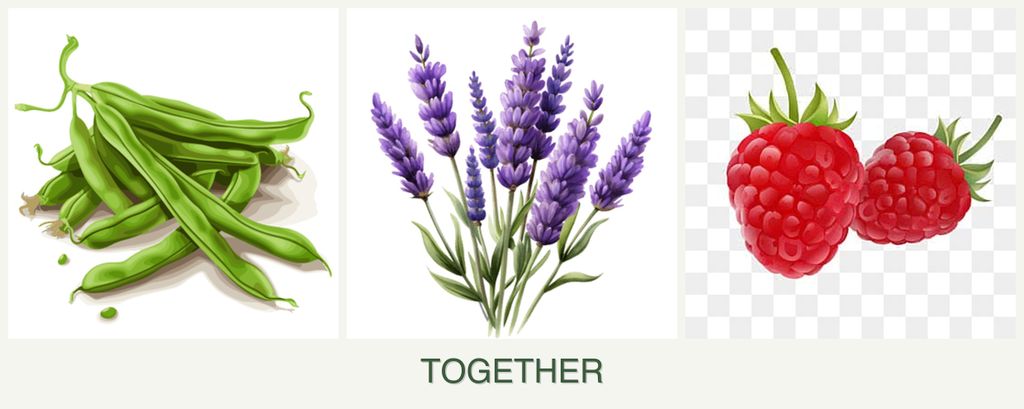 Can you plant beans, lavender and raspberries together?