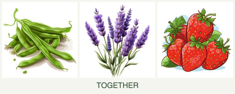Can you plant beans, lavender and strawberries together?
