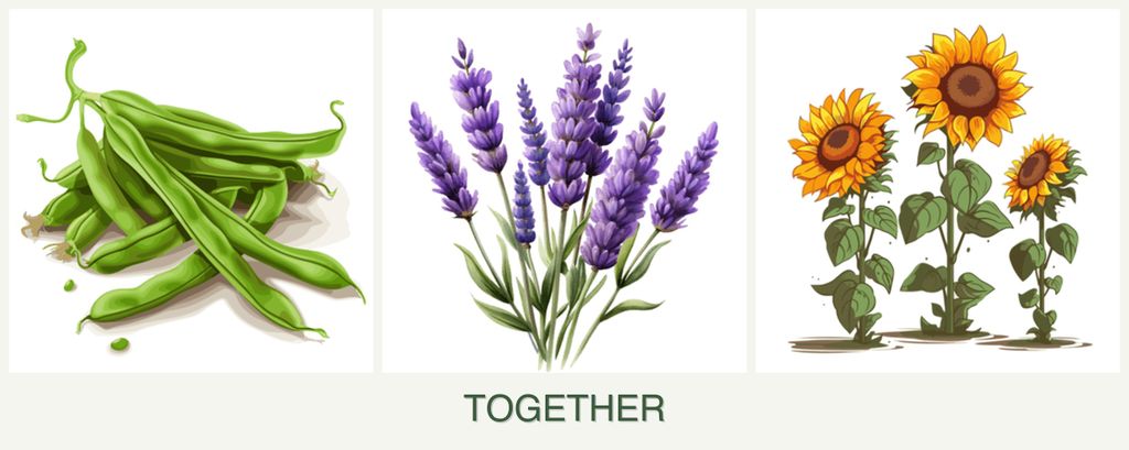 Can you plant beans, lavender and sunflowers together?