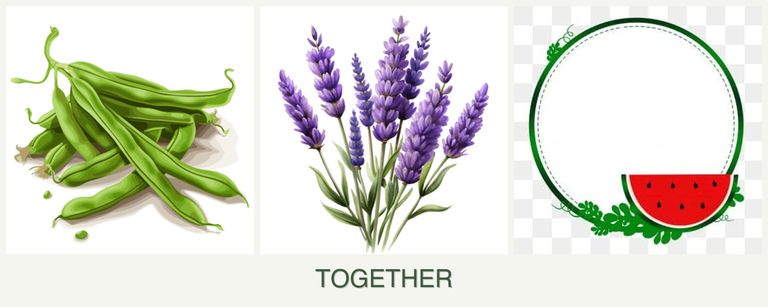 Can you plant beans, lavender and watermelons together?