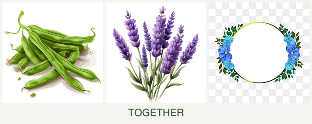 Can you plant beans, lavender and zinnias together?