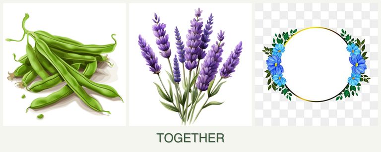 Can you plant beans, lavender and zinnias together?