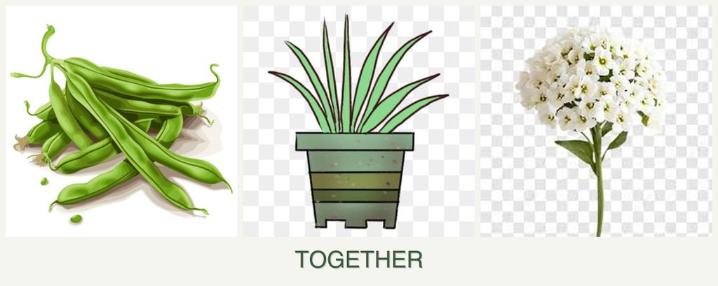Can you plant beans, lemongrass and alyssum together?