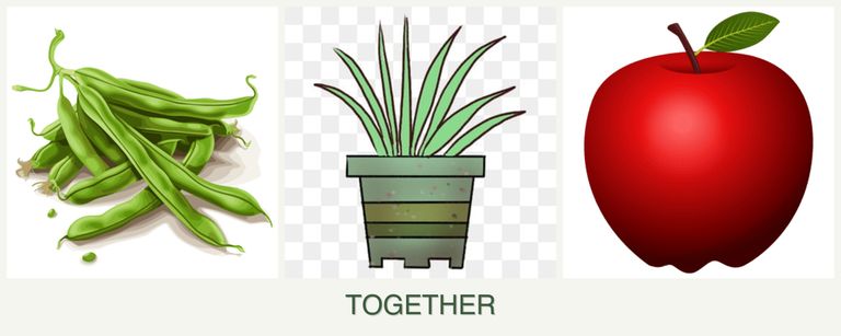 Can you plant beans, lemongrass and apples together?