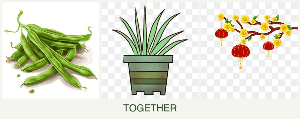 Can you plant beans, lemongrass and apricots together?