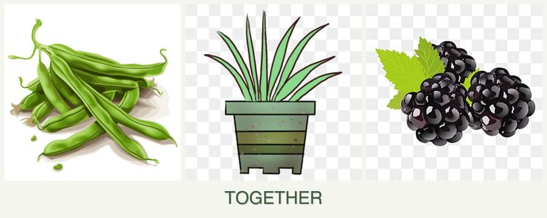 Can you plant beans, lemongrass and blackberries together?