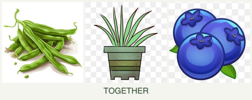 Can you plant beans, lemongrass and blueberries together?