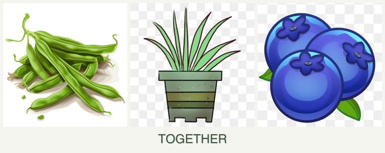 Can you plant beans, lemongrass and blueberries together?